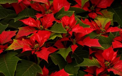 Poinsettia Care for Corporate Holiday Displays in Santa Ana