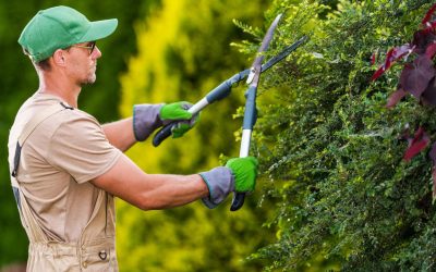 Professional Plant Maintenance Vs. Employee Plant Care