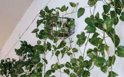 Professional Trellis Support for Climbing Office Plants in Orange County