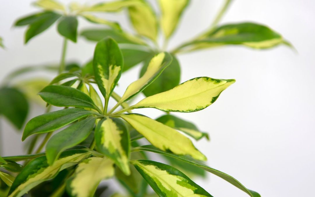 Schefflera Plants: The Perfect Choice for Corporate Environments