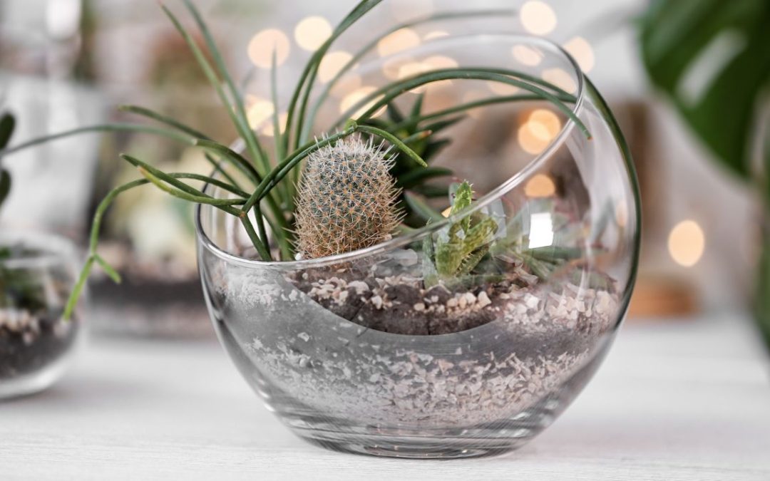 Terrarium vs Potted Plants: What’s Better for the Modern Workspace?