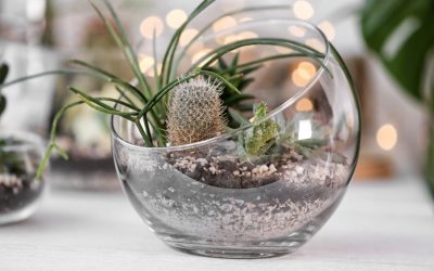 Terrarium vs Potted Plants: What’s Better for the Modern Workspace?