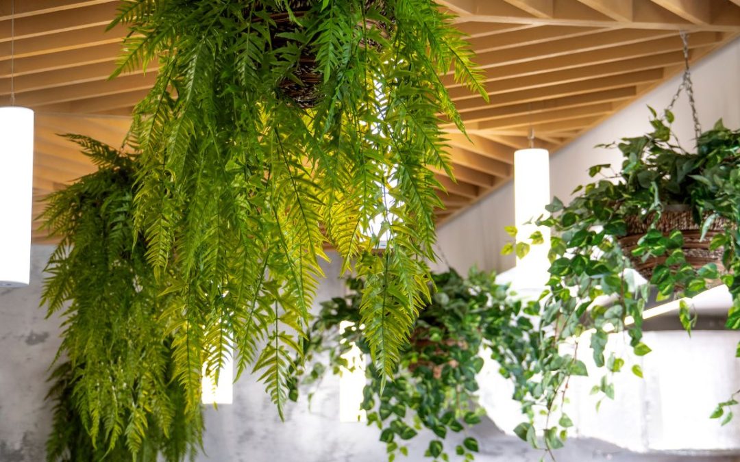 The Best Hanging Plants for Open Office Spaces and Cubicles