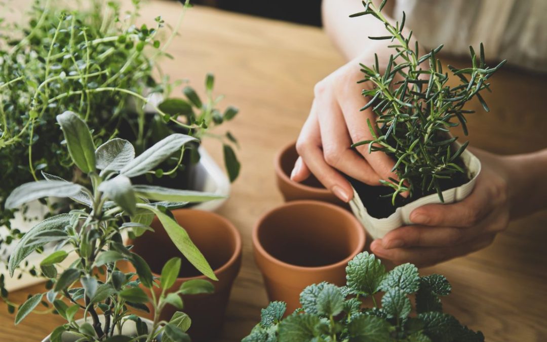 The Best Indoor Plants for Offices in Orange County’s Sunny Climate