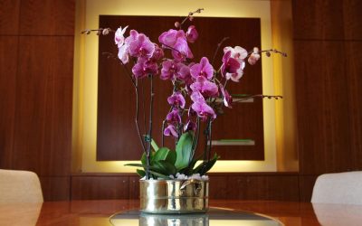 The Most Popular Types Of Orchids For Southern California Workspaces