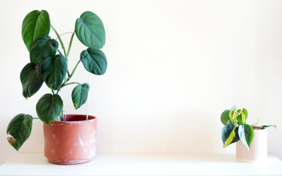 Breathe Easier: How Indoor Plants Purify Your Air