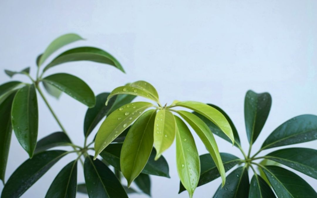 Umbrella Tree 101: A Statement Plant for Calm, Productive Offices