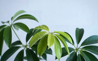 Umbrella Tree 101: A Statement Plant for Calm, Productive Offices