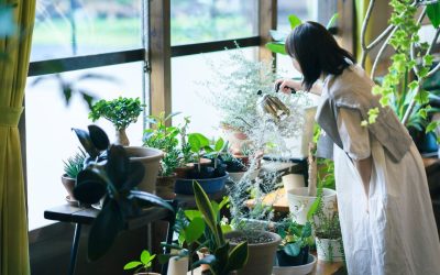 Using Creeper Plants Safely Indoors: Elegant Options For Anaheim Offices