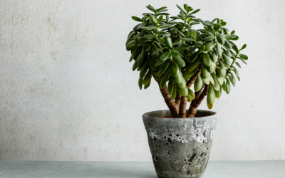 Why Jade Plants Are Perfect for Orange County Office Spaces: A Business Owner’s Guide