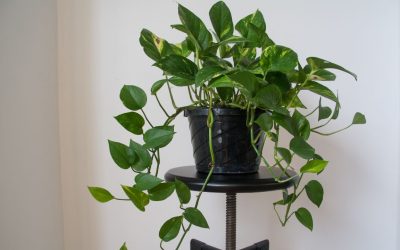 Why Pothos Plants Are Essential for Indoor Air Quality in Offices